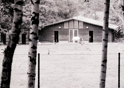 Mid-century wooden barn-style building with gabled roof, flanked by two small doors and a central window. A lone white horse ...
