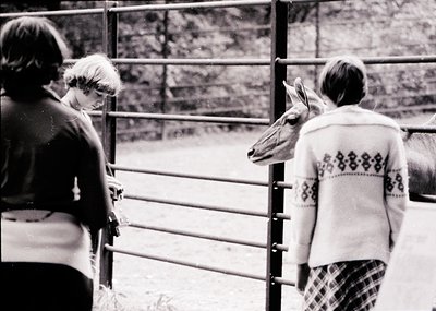 Three individuals interact with a deer through a metal fence in a rural setting, mid-20th century. The person on the right we...