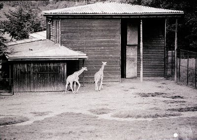 Two giraffes in a fenced enclosure beside weathered wooden buildings, likely a mid-20th century zoo or wildlife park. Rustic ...