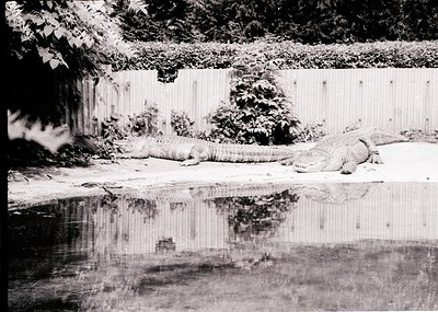 Black-and-white shot of a crocodile resting on a concrete ledge beside a reflective water surface. Wooden fence and greenery ...