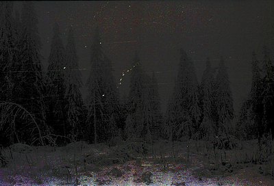 Snow-laden forest under starry night sky, captured in monochrome. Dense evergreen trees frame a snowy landscape with faint li...
