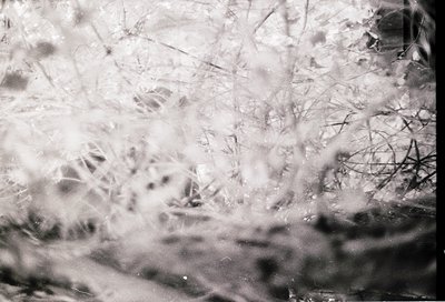 Close-up of delicate frost crystals on a windowpane, captured in monochrome. The intricate, lace-like patterns suggest cold w...