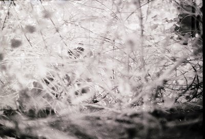 Vintage black-and-white close-up of bare winter branches and snow-dusted foliage, evoking a monochromatic forest scene. Soft ...