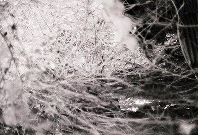 Close-up of delicate frost crystals on a windowpane, showcasing intricate ice patterns. Likely captured with vintage film due...