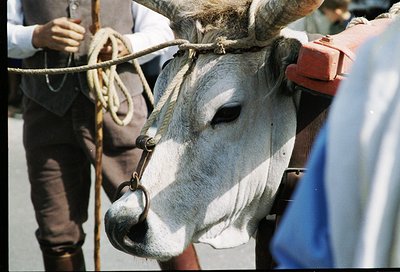Close-up of a grey bull with curved horns, secured by a rope halter and metal nose ring, likely for livestock handling. Visib...
