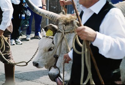 A handler leads a white bull with a yellow tag labeled "C003" in an outdoor event. The man wears a vest and holds a rope halt...