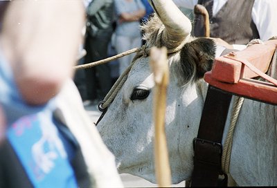 Close-up of a white ox with harnessed rope and leather straps, likely for agricultural work. The ox stands near a red-painted...