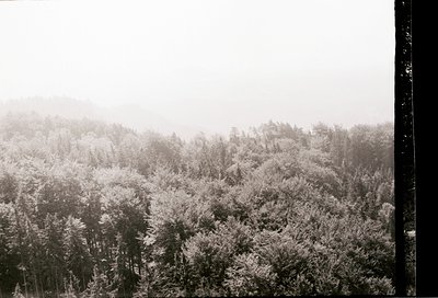 Frost-covered forest in monochrome, likely early 20th century. Dense evergreen trees blanketed in ice crystals, misty atmosph...