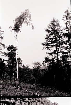 Black-and-white forest scene featuring tall coniferous and birch trees with clear logging stumps in foreground. Likely early-...