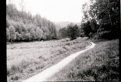 Dirt road winding through a rural, forested landscape with dense pine trees framing both sides. Open meadow on left with spar...