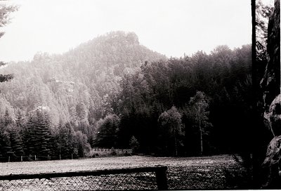 Misty forest landscape with dense coniferous trees and a rocky hillside in the background. Snow-covered ground and sparse veg...