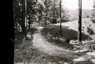A vintage black-and-white forest path flanked by mature trees, leading to a distant wooden bench. Dense foliage and uneven te...