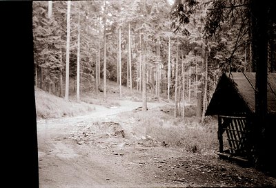 Vintage black-and-white forest path flanked by young pine trees, leading to a rustic wooden shelter with slatted roof. Dense ...