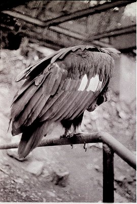 Vulture perched on a rusted metal bar against a weathered concrete wall, likely in an urban or industrial setting. Distinctiv...