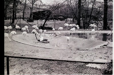 Mid-20th century black-and-white photo of a zoo enclosure featuring a flock of flamingos in a shallow, circular pool. Trees a...