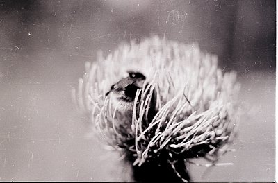 Vintage black-and-white close-up of a small bird perched in a thistle seed head, captured with soft focus. The bird’s texture...