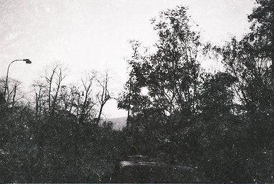 Vintage black-and-white street scene with dense foliage framing a lone car on a road. Streetlamp and distant horizon suggest ...