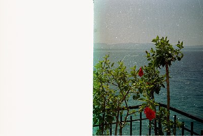 Vintage seaside balcony shot with lush greenery and blooming red roses. Ocean and distant landmass visible through light rain...