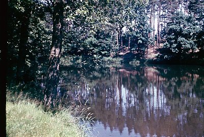 Vibrant reflection of mature trees in a serene, shallow pond surrounded by tall grass. Warm sunlight filters through foliage,...