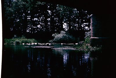 Vintage black-and-white pond scene with dense foliage framing a reflective water surface. A lone lamppost stands at right, ca...