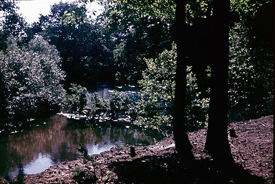 Lush forest scene with a serene, reflective pond surrounded by dense foliage. Sunlight filters through leaves, casting dapple...
