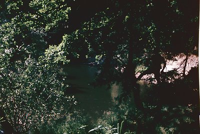 Vague aerial view of dense forest canopy with minimal ground detail. Likely captured from low altitude, emphasizing foliage t...