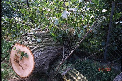 A fallen tree trunk with moss-covered bark and green foliage sprouting from its surface, surrounded by dense undergrowth. Lik...