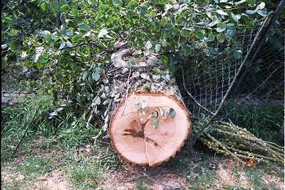 A freshly felled tree trunk with bark remnants and green foliage sprouting from the cut surface, surrounded by dense shrubber...
