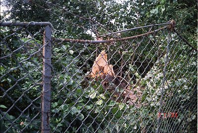 Rusty chain-link fence with overgrown ivy and a discarded, partially burned orange plastic object behind. Likely urban or aba...