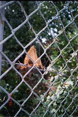Close-up of weathered chain-link fence with rusted mesh, partially obscuring a blurred, aged brick structure behind. Dense gr...