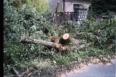 Storm-damaged tree trunk and branches sprawled across a residential street, partially blocking pavement. Stone fence and bric...