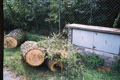 Rustic yard scene featuring freshly felled tree stumps and branches beside a weathered wooden bee hive. Chain-link fence and ...