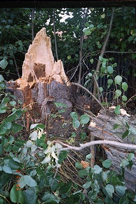 A partially uprooted tree stump with exposed, weathered roots surrounded by dense foliage. The bark appears stripped, reveali...