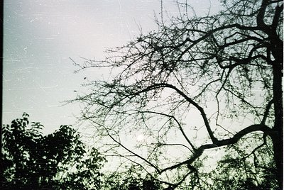 Vintage black-and-white shot of bare tree branches against a cloudy sky, likely mid-winter. The abstract composition highligh...