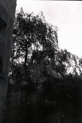 Black-and-white shot of a lone tree framed by a stone wall, likely mid-20th century. The tree’s twisted branches contrast wit...