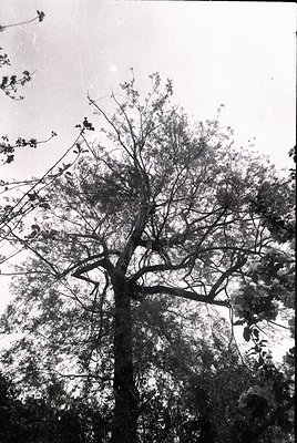 Vintage black-and-white shot of a mature tree with sprawling branches and dense foliage, captured from a low angle. The sky a...