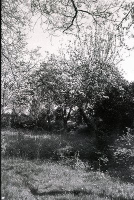 Vintage black-and-white photo of a dense, overgrown forest clearing with twisted trees and sparse undergrowth. Light filters ...