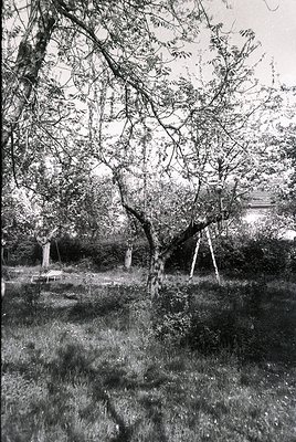 Mid-20th century orchard with young fruit trees supported by stakes, likely apples or pears. Rows of trees planted in a grid ...