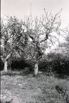 Vintage black-and-white photo of a rural scene featuring a lone tree with gnarled branches framing a partially obscured stone...