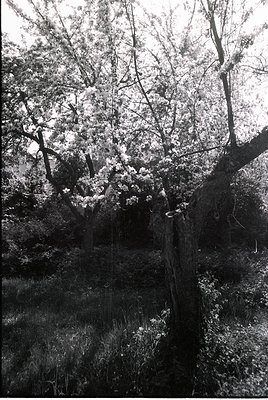 Vintage black-and-white shot of a dense forest scene with blooming cherry blossoms framing a narrow, moss-covered stone path....
