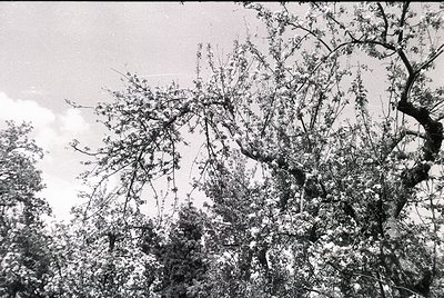 Black-and-white forest scene with dense foliage and gnarled branches framing the sky. Leaves appear thick, suggesting late su...