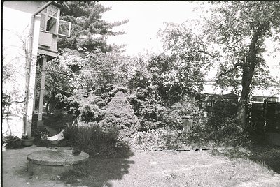 Mid-century residential garden blanketed in snow, featuring a tall pine tree and dense shrubbery. Concrete manhole cover and ...