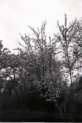 Vintage black-and-white photo of dense, leafy trees framing a rocky cliffside under overcast skies. Likely mid-20th century d...