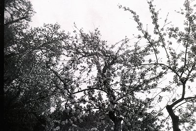 Black-and-white shot of dense tree branches and foliage in sharp focus, with soft, diffused sky in background. Likely mid-20t...