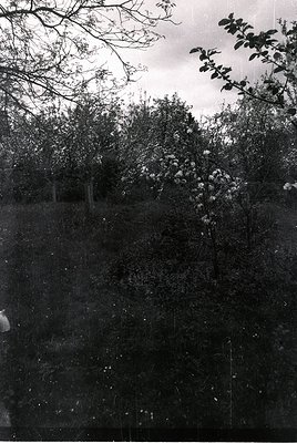 Vintage sepia-toned photograph of a dense, overgrown garden or park area with mature trees and shrubs. Faded vertical lines s...