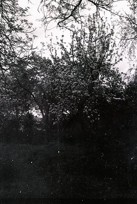 Vintage black-and-white photo of dense foliage through a windowpane, likely from early 20th century. Distorted glass creates ...