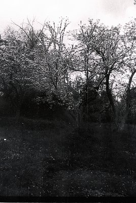Vintage black-and-white photo of a dense, leafless forest scene with sparse undergrowth. Distorted edges suggest an early 20t...
