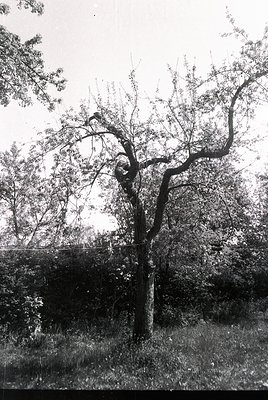 Vintage black-and-white photo of a lone, twisted tree with sprawling branches against a stone wall and dense foliage. The com...