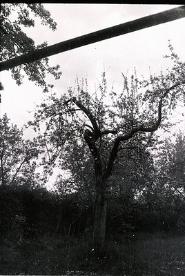 Vintage black-and-white shot of a lone, gnarled tree with sprawling branches against a cloudy sky. The tree’s twisted trunk a...