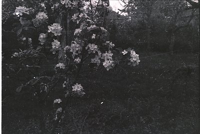 Black-and-white close-up of delicate blossoms on a tree branch against a dark, textured background. Likely mid-20th century d...